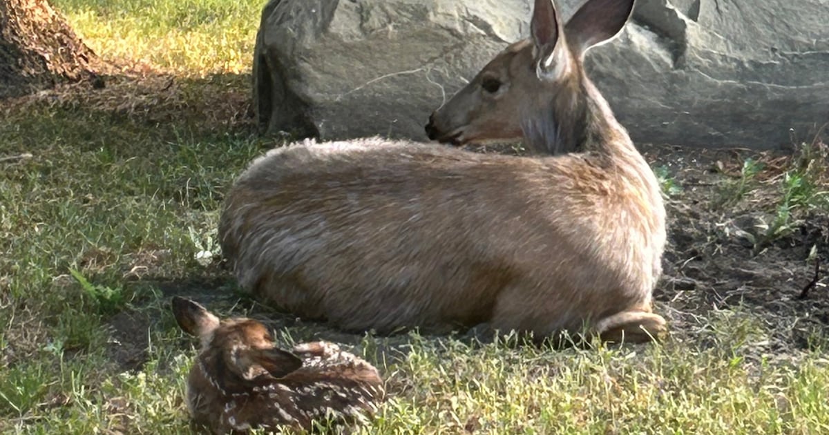 Calgary Family's Amazing Lawn Guest: A Fawn