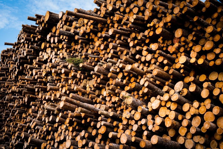 Rémabec Layoffs: Forestry Industry Impact